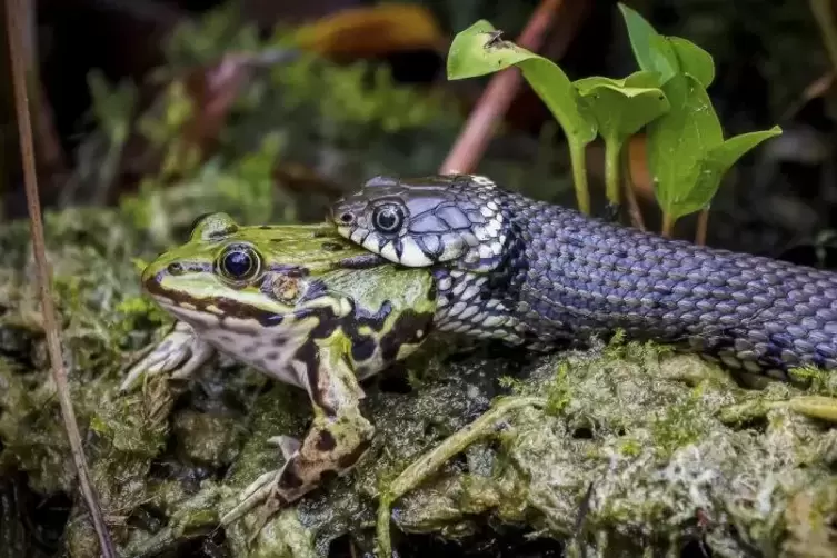 Sonderpreis: Das Foto von Ulrich Fl&ouml;rchinger zeigt eine Ringelnatter, die einen Frosch verspeist.