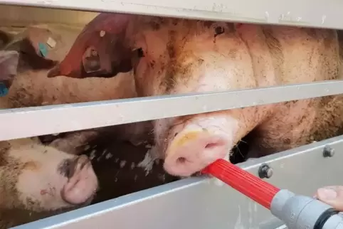 Das Foto der Polizei Dortmund vom Juli 2019 zeigt Schweine in einem Tiertransport, die von der Feuerwehr mit Wasser versorgt wer