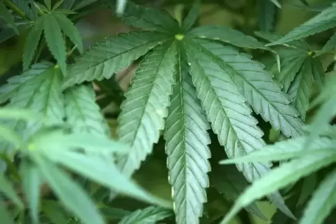 Der Mann wurde unter anderem wegen Cannabis-Handels verurteilt.