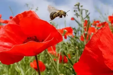 Artenvielfalt ist heute nicht mehr nur ein grünes Thema. Es ist auch ein bisschen rot und schwarz.