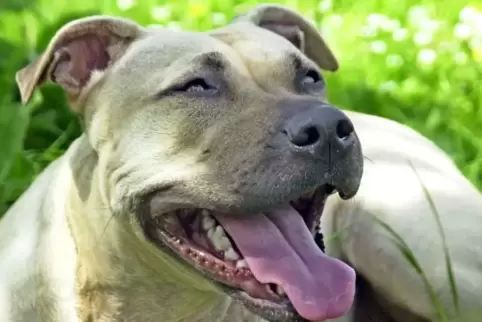 Halter von American Staffordshire Terrier müssen auch künftig eine höhere Steuer zahlen.