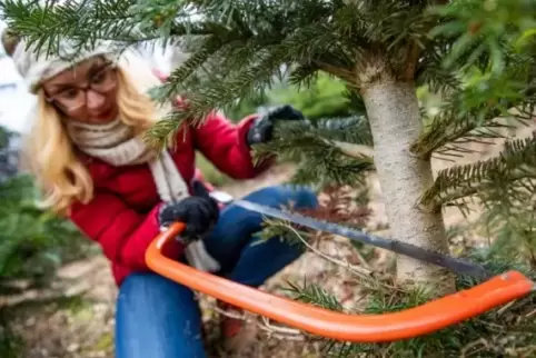 Weihnachtsbaumaktionen im Pfälzerwald.