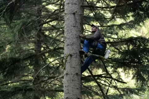 Ein Tannenzapfenpflücker klettert im Westen von Georgien an einer Kaukasustanne hoch, um in der Spitze Tannenzapfen zu ernten.