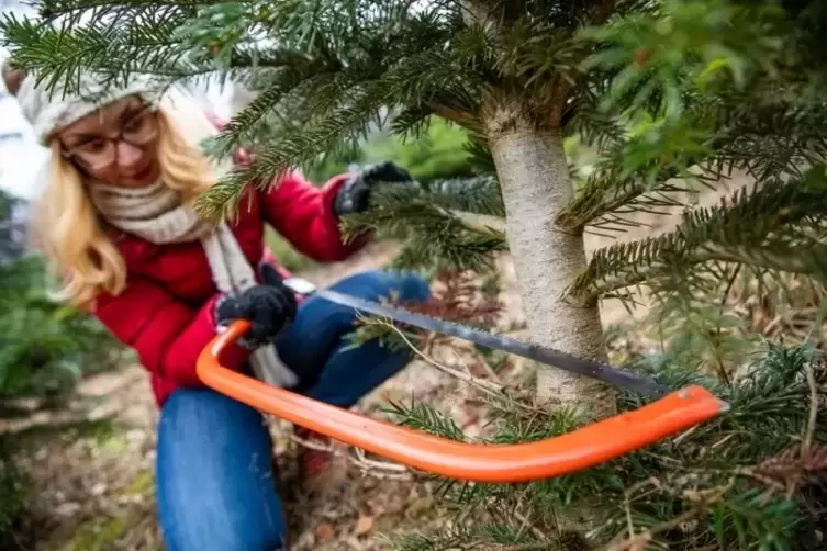 Christbaum_faellen_andesforsten.JPG