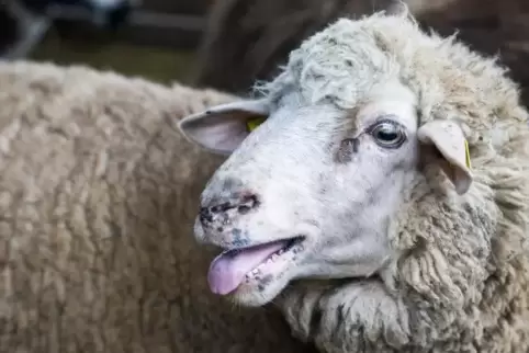 Am Donnerstag oder Freitag wurd in Waldrohrbach ein trächtiges Schaf gestohlen.