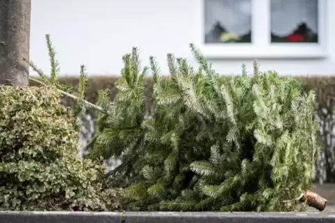 Christbaum-Entsorgung auf den Wertstoffhöfen – aber nur ohne Schmuck.
