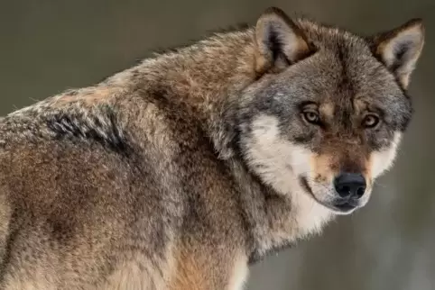 Bisher wurden laut Umweltministerium in 26 Fällen Wölfe im Land nachgewiesen. 