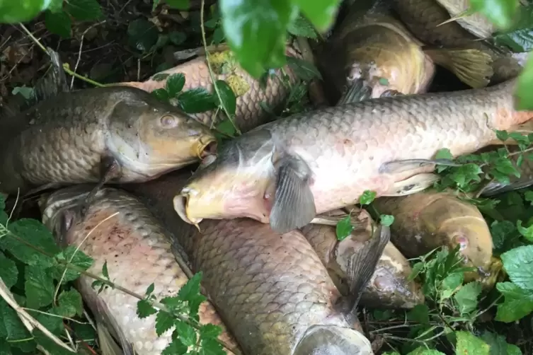 33_Fischsterben_dpa.JPG