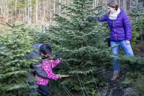 Weihnachtsbaumschlagen ist Familiensache: Tochter Leyla sägt zusammen mit Papa Oliver den Baum ab, und Mama Isabel Carvalho hält