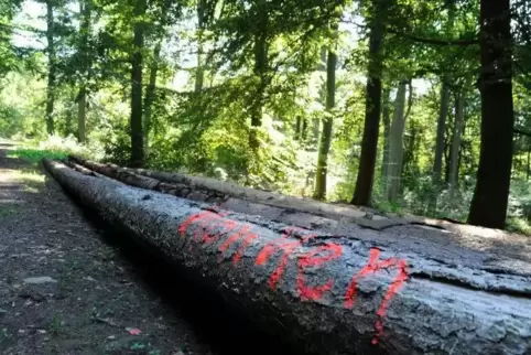 Im ablaufenden Jahr musste im Waldmohrer Wald mehr Holz geschlagen werden als geplant.