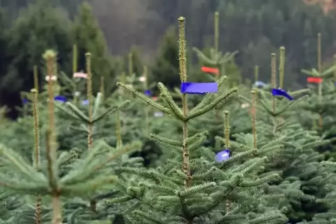 Der Weihnachtsbaumverkauf läuft in Sembach so gut, dass er den Forstwirtschaftsplan 2020 vor dem Minus rettet.