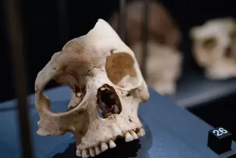 Bei Ausgrabungen wurden mehrere Gesichtsschädel wie dieser gefunden.