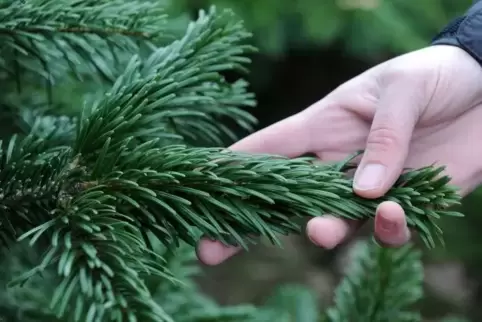 Mit dem Last-Minute-Weihnachtsbaum etwas Gutes tun: Dieses Angebot stieß in Haßloch und Deidesheim auf große Resonanz.