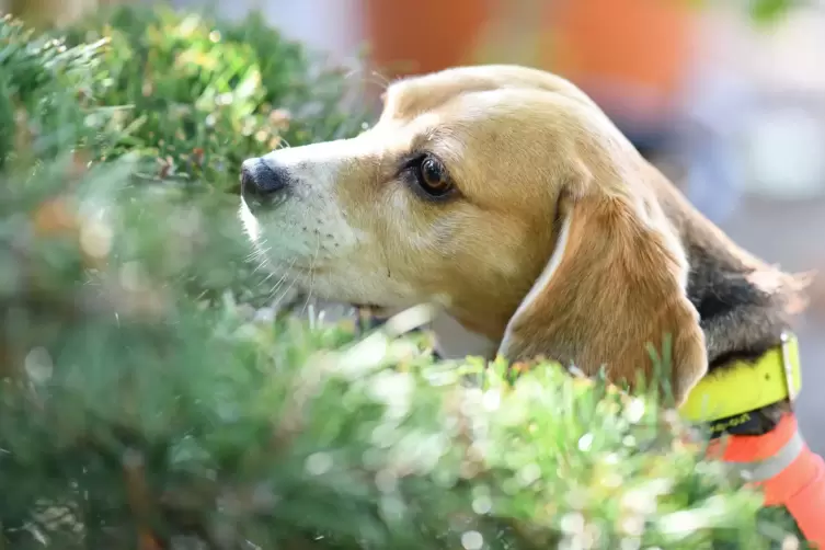 vermisste_spuerhund_dpa.JPG