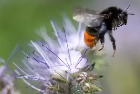 Niedlicher Brummer: Die Wildbiene bekam 2019 viel Beachtung.