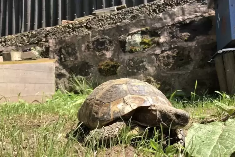 Gerettet: Schildkr&ouml;te Elfriede.