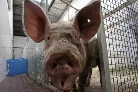 Im Frankenthaler Tierheim wieder aufgepäppelt: Schwein Lotta.