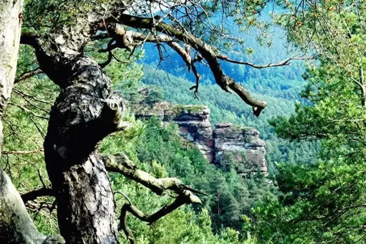 Einer von vielen Ausblicken, die der Schusterpfad bietet: der Blick vom D&ouml;rreinfelsen hi&uuml;ber zum Backelstein.