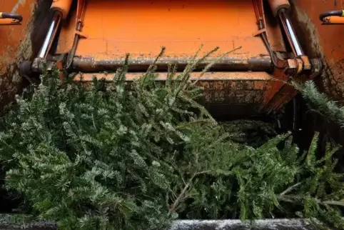 In Laumersheim wird ein Container aufgestellt, in dem die Tannenbäume entsorgt werden können.