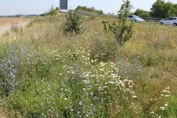 Sogenanntes Stra&szlig;enbegleitgr&uuml;n taucht immer h&auml;ufger im Stadtbild auf.
