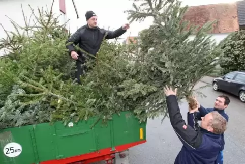 Christbaumsammlung: In Heiligenstein ist dafür der Bierklub zuständig.