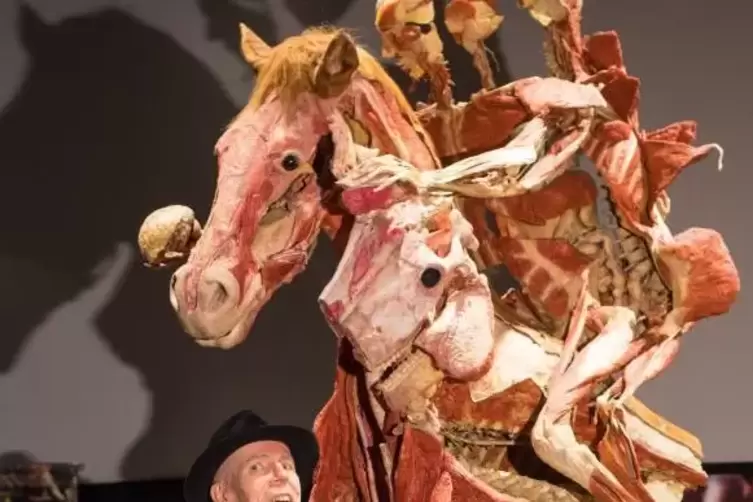 Von Hagens im Oktober 2018 vor dem Exponat „Rearing Horse and Rider“ im Londoner Körperwelten-Museum.