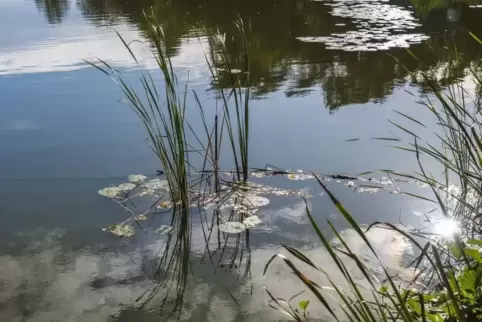 Beliebtes Ausflugsziel: Der Seewoog und alles, was sich rund um den Weiher derzeit tut, interessiert viele Bürger. Wenn alles pl