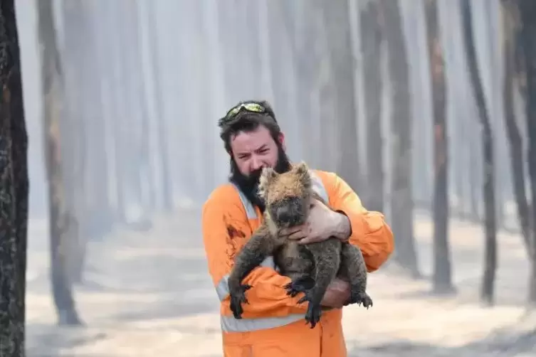 Leid Ein Helfer trägt einen verletzten Koala aus einem abgebrannten Wald auf Kangaroo Island. Einst lebten Millionen Koalas in A