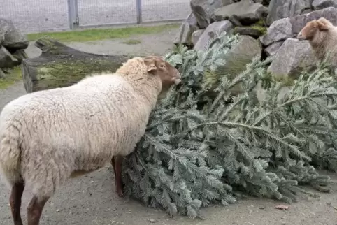 Lecker: Schafe knabbern an einem Weihnachtsbaum.