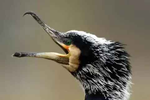 War 2010 „Vogel des Jahres“: der Kormoran.
