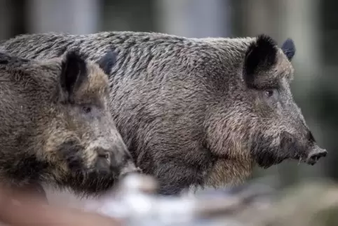 Zwei Tiere starben bei dem Unfall. 