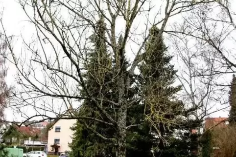 Der Baum an der Heilquelle Diedelkopf pflanzten die Grünen 1984 zur Feier von Irmela Schwabs Einzug in den Stadtrat Kusel.