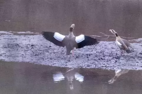 Die Nilgans-Population nimmt stetig zu.