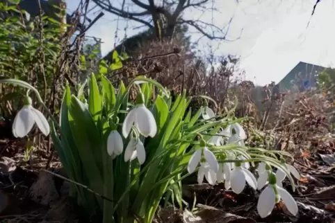 Schneeglöckchen blühen im Garten von Roswitha Kneisel in Rammelsbach.