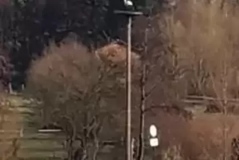 Auf dem im Vorjahr von der Nabu-Kreisgruppe errichteten Masten am Lohnsfelder Ortsausgang sitzt bereits ein Storch.