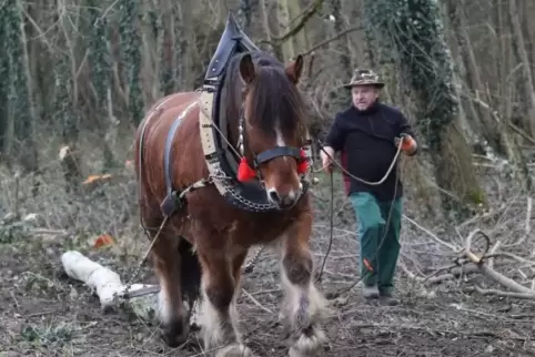 Pferd Odin liebt Arbeitseinsätze, sagt Fuhrmann Stefan Schmeldekopf.