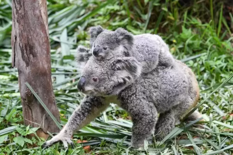 Nach rund einem halben Jahr verlassen die jungen Koalas den Beutel am Bauch der Mutter und lassen sich von ihr huckepack herumtr