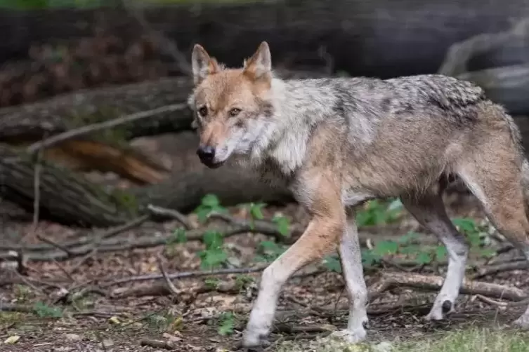 Ob es sich bei dem überfahrenen Tier in der Nähe von Mainz um einen Wolf handelt, wird noch untersucht.