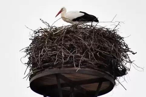 Der Storch auf dem Geinsheimer Kirchturm.