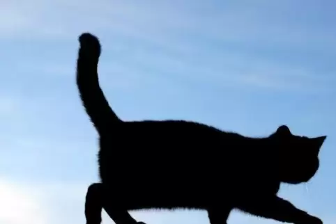 Menschen müssen darauf achten, dass Katzen keinen übermäßigen Schaden anrichten, sagen Experten aus der Region.