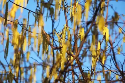 Allergiker könnten die milden Temperaturen auch schon spüren. In Rheinland-Pfalz seien bereits Hasel und Purpurerle unterwegs.