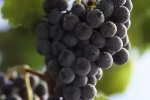 Merlot, eine eigentlich mittelmäßige Rebsorte, der aber geradezu mythische Eigenschaften zugeschrieben wurden.
