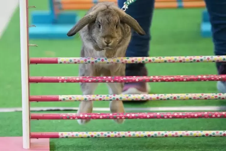 Beim Kanin-Hop springen die Kaninchen über Hindernisse. 