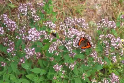 Heimische Wildpflanzen wie dieser Wilde Majoran sind wichtig für unsere Insekten.
