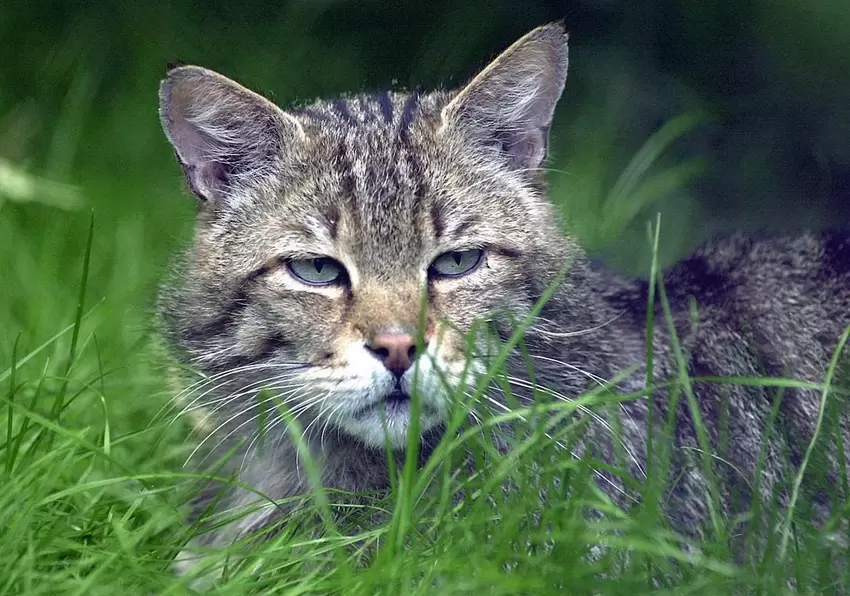 Wildpark_Rheingoennheim_Kunz.JPG