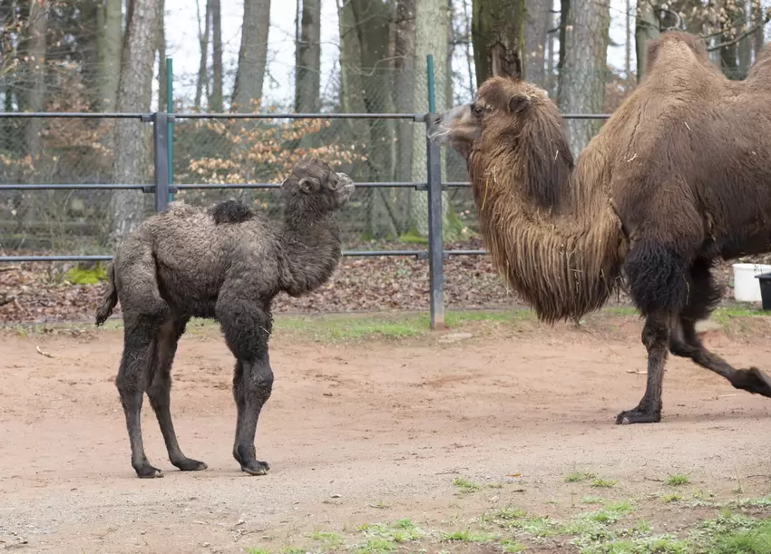 Zoo_Kaiserslautern_view.JPG
