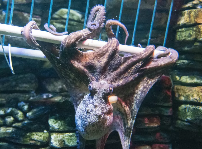 Sea-Life_Speyer_dpa.JPG