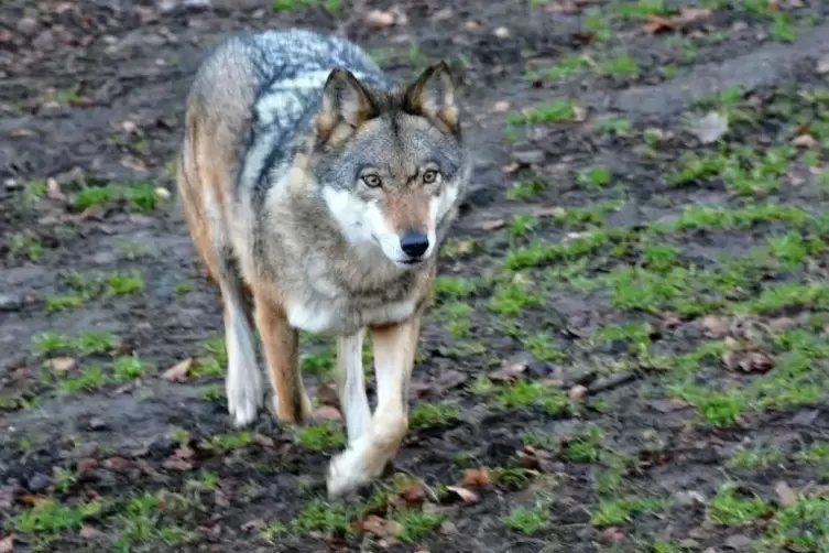 Wilde Wölfe gibt es in Rheinland-Pfalz bisher wahrscheinlich nur zwei – das Tier auf diesem Foto lebt in einem Wildpark.