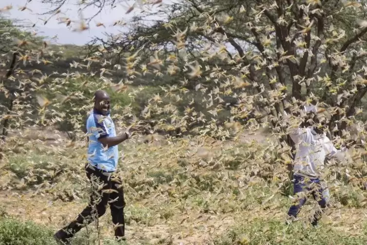 In Kenia ist mittlerweile auch der Katastrophenschutz im Einsatz gegen die Wüstenheuschrecken.