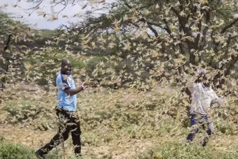 In Kenia ist mittlerweile auch der Katastrophenschutz im Einsatz gegen die Wüstenheuschrecken.